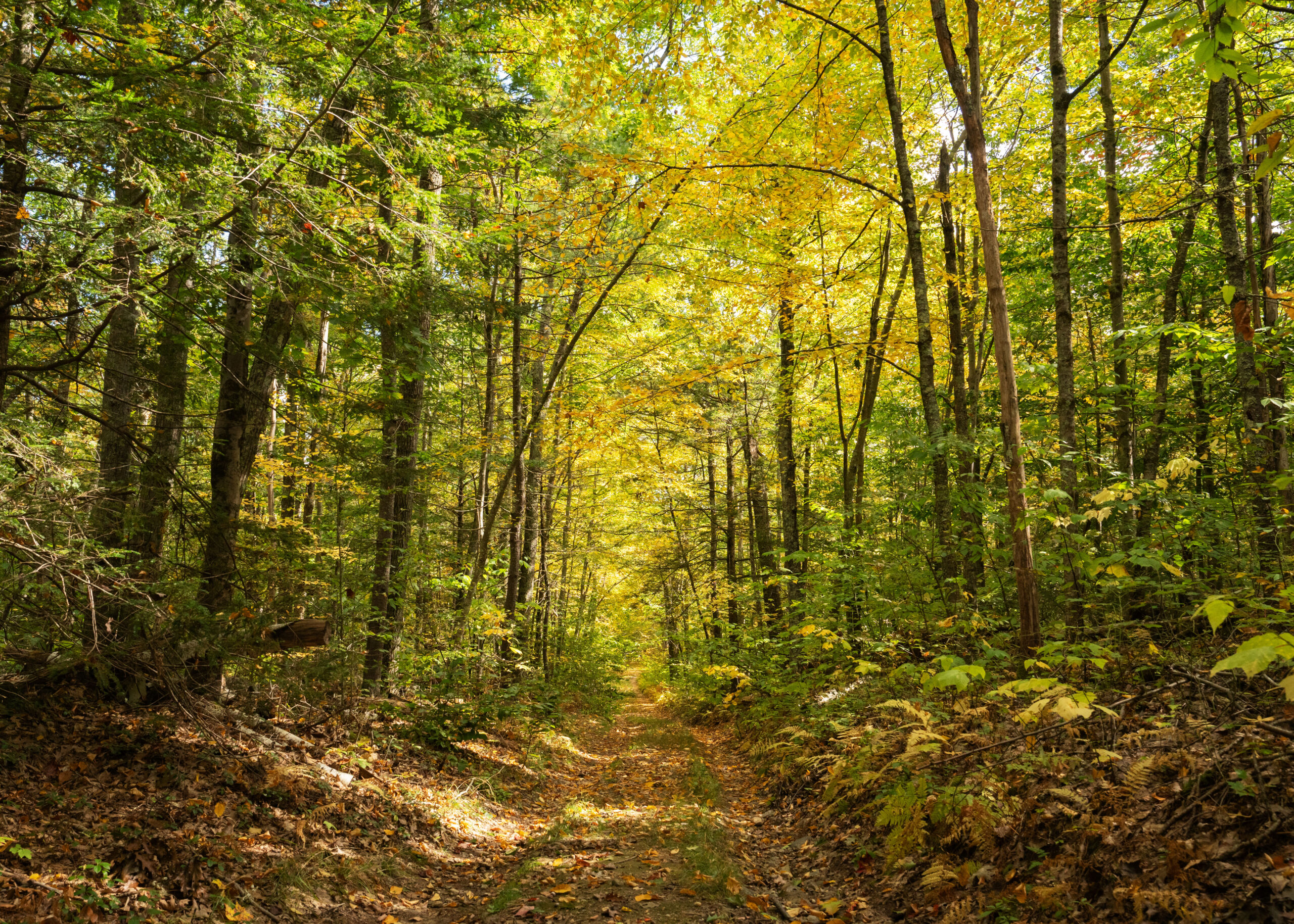 Relaxing in nature. The forest is a wonderful place!
